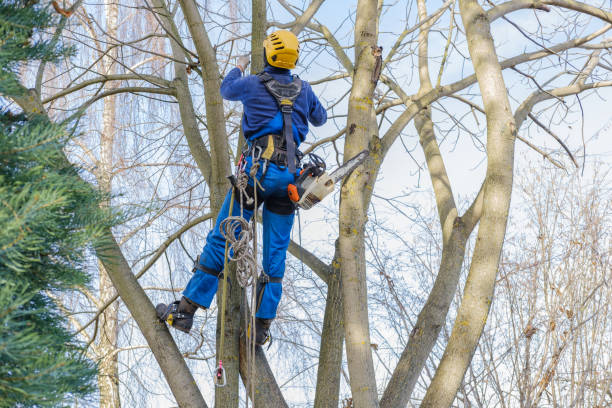 How Our Tree Care Process Works  in  Laurie, MO