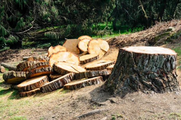 Professional Tree Care in Laurie, MO